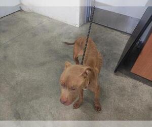 American Staffordshire Terrier Dogs for adoption in Fort Lauderdale, FL, USA