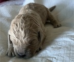 Small Photo #91 Goldendoodle Puppy For Sale in PHOENIX, AZ, USA