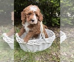 Small #3 Cockapoo (Miniature)