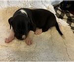 Small Photo #7 Great Dane Puppy For Sale in WINSTON-SALEM, NC, USA