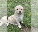 Small Photo #19 Aussiedoodle Miniature  Puppy For Sale in COMMERCE, MI, USA