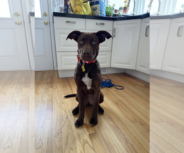 Medium Photo #1 Labrador Retriever-Unknown Mix Puppy For Sale in Sandy, UT, USA