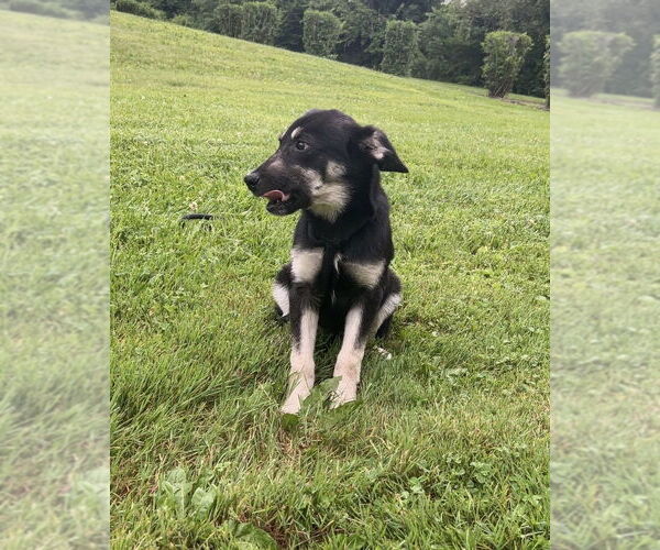 Medium Photo #3 German Shepherd Dog-Unknown Mix Puppy For Sale in Brewster, NY, USA