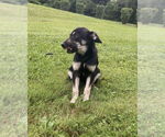 Small #2 German Shepherd Dog Mix