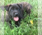 Small Photo #5 Dutch Shepherd Dog Puppy For Sale in SPENCERVILLE, IN, USA