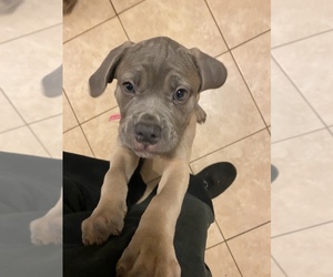 Cane Corso Puppy for sale in CHICAGO, IL, USA