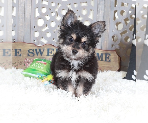 Medium Photo #3 Yoranian Puppy For Sale in MOUNT VERNON, OH, USA