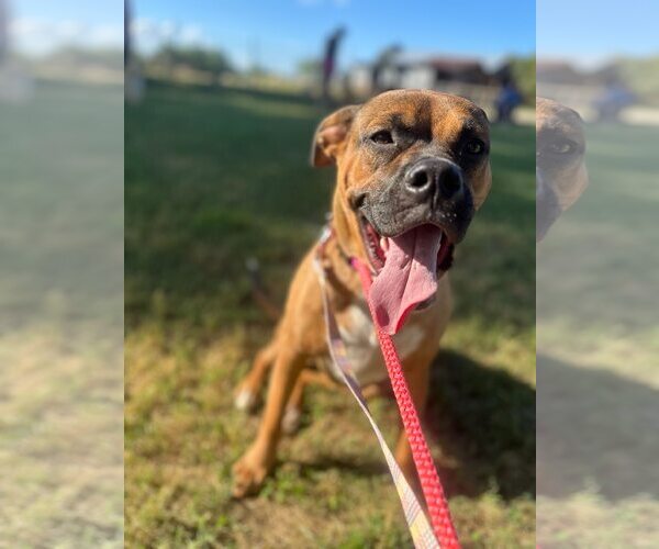 Medium Photo #4 Mutt Puppy For Sale in Greenville, SC, USA