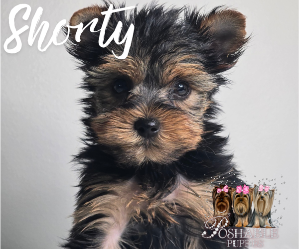 Medium Photo #10 Yorkshire Terrier Puppy For Sale in ELMHURST, IL, USA