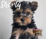 Small #9 Yorkshire Terrier