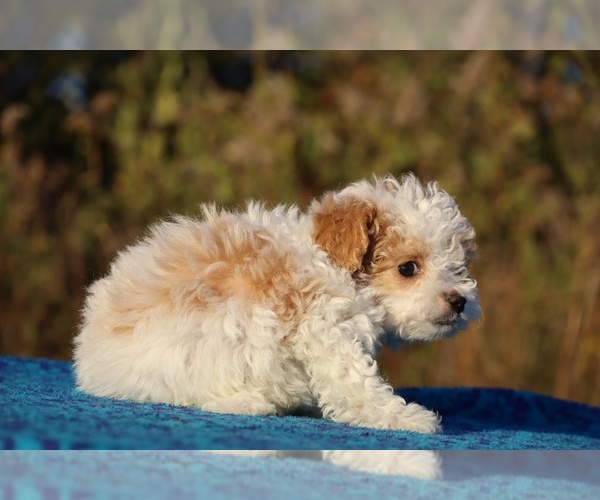 Medium Photo #15 Goldendoodle (Miniature) Puppy For Sale in DYERSBURG, TN, USA