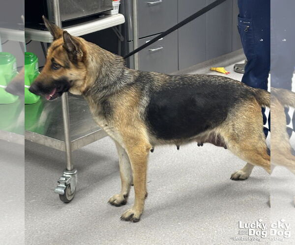 Medium Photo #3 German Shepherd Dog-Unknown Mix Puppy For Sale in Washington, DC, USA