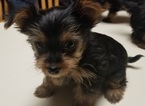 Small Photo #11 Yorkshire Terrier Puppy For Sale in SUWANEE, GA, USA