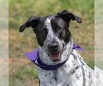 Small #7 Dalmatian Mix