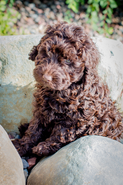 Medium Photo #1 Labradoodle Puppy For Sale in NEW RICHMOND, WI, USA