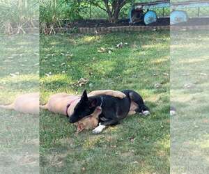 Billy - Male Australian Kelpie-Unknown Mix Dog for Adoption - Photo #4