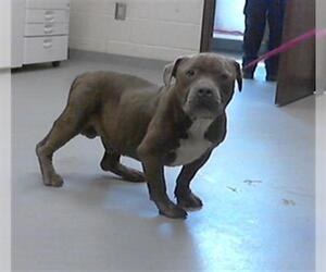 American Pit Bull Terrier Dogs for adoption in Fayetteville, NC, USA
