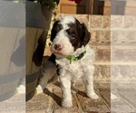 Small #1 Aussiedoodle Miniature 