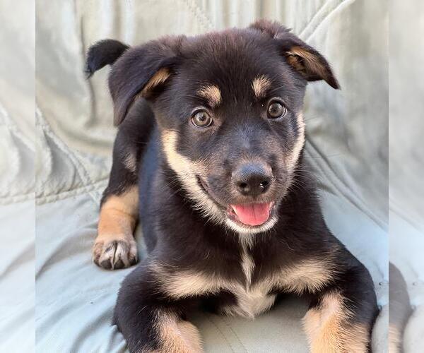 Medium Photo #1 Labrador Retriever-Unknown Mix Puppy For Sale in San Diego, CA, USA