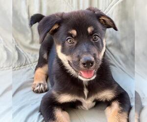 Labrador Retriever-Unknown Mix Dogs for adoption in San Diego, CA, USA