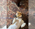 Small #1 Basset Hound Mix