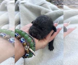 Cane Corso Puppy for sale in ROYAL PALM BEACH, FL, USA