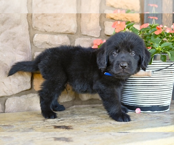 Medium Photo #6 Newfoundland Puppy For Sale in MILLERSBURG, OH, USA