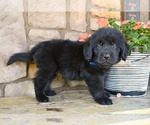 Small #5 Newfoundland
