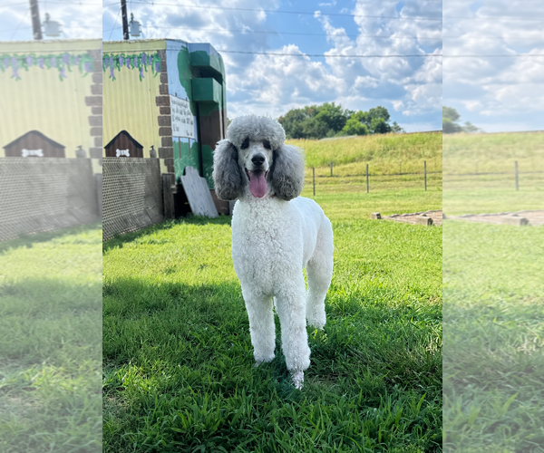 Medium Photo #2 Poodle (Standard) Puppy For Sale in Pacolet, SC, USA