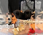 Small #6 Golden Labrador
