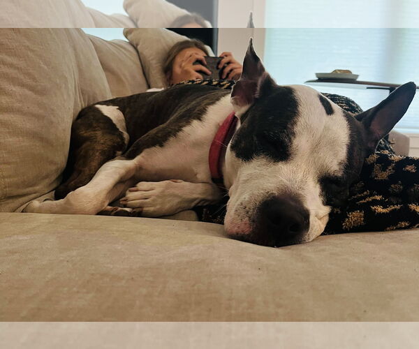 Medium Photo #2 American Pit Bull Terrier-Labrador Retriever Mix Puppy For Sale in Princeton, MN, USA