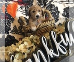 Small Photo #9 Goldendoodle Puppy For Sale in QUITMAN, AR, USA