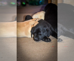 Small Photo #11 Labrador Retriever Puppy For Sale in CLEARWATER, ID, USA