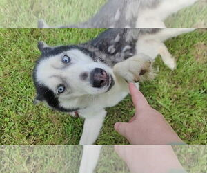 Siberian Husky Dogs for adoption in Carrollton, TX, USA