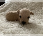 Small Photo #1 Chorkie Puppy For Sale in LA SIERRA, CA, USA