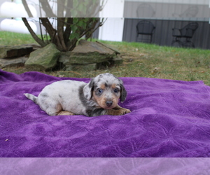 Dachshund Puppy for sale in BLOOMINGTON, IN, USA