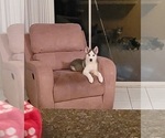 Small Photo #8 Siberian Husky Puppy For Sale in WINTER HAVEN, FL, USA