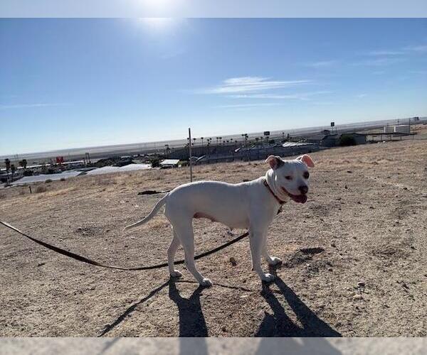 Medium Photo #3 American Pit Bull Terrier-Unknown Mix Puppy For Sale in San Diego, CA, USA