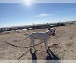Small #2 American Pit Bull Terrier Mix