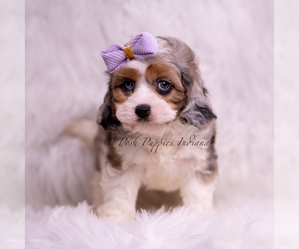 Medium Photo #95 Cavapoo (Miniature) Puppy For Sale in WARSAW, IN, USA