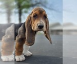 Small Photo #17 Basset Hound Puppy For Sale in GREENLEAF, WI, USA