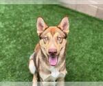 Small #1 German Shepherd Dog-Siberian Husky Mix