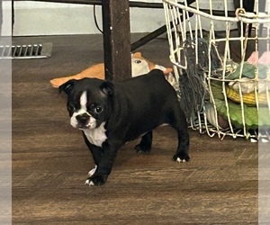 Boston Terrier Puppy for sale in HUNT CITY, IL, USA