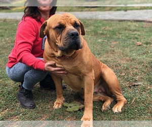 Boerboel Puppy for sale in CLAY, PA, USA