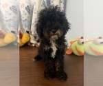Havapoo puppies - Male Havapoo Puppy for Sale - Photo #36