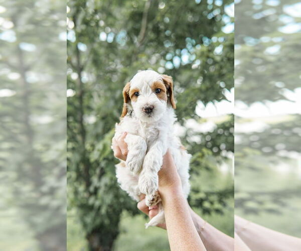 Medium Photo #52 Goldendoodle (Miniature) Puppy For Sale in FREDERICA, DE, USA