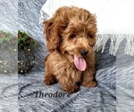 Small Photo #4 Cavapoo Puppy For Sale in COLBY, WI, USA