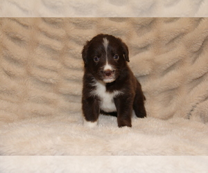 Australian Retriever Puppy for sale in STEWART, MS, USA
