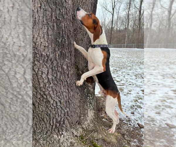 Medium Photo #3 Coonhound Puppy For Sale in Rootstown, OH, USA
