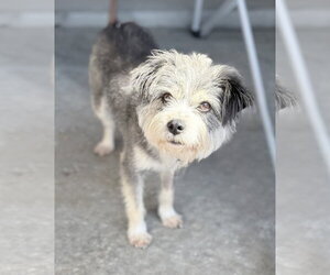 Bojangles - Male Mutt Dog for Adoption - Photo #3